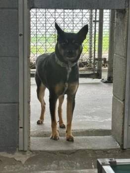 Hugo -  Mixed Breed Dog for Adoption in Port Allen, Louisiana - Hugo | PetCurious