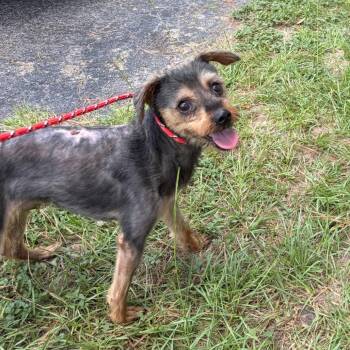 Scrappy Dan -  Yorkshire Terrier Dog for Adoption in Houston, Texas - Scrappy Dan | PetCurious