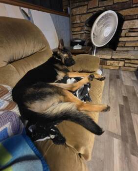 German Shepherd Dog Dogs Available for Adoption - Davetta | PetCurious