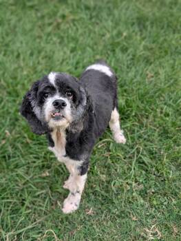 Rescue Cocker Spaniel Dogs for Adoption in Baton Rouge, Louisiana - Daytona | PetCurious