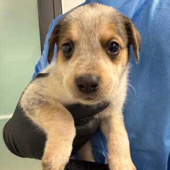 Zeke -  Australian Shepherd and Australian Cattle Dog Blue Heeler Dog for Adoption in Abilene, Texas - Zeke | PetCurious