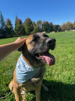 German Shepherd Dog Dogs Available for Adoption in Santa Monica, California - Zeke | PetCurious