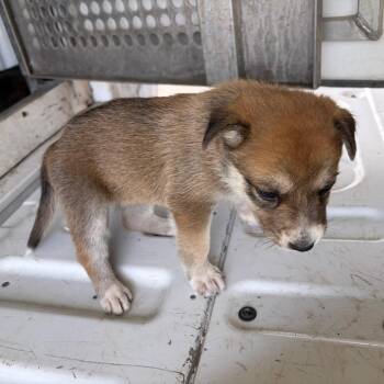 Shepherd Dogs Available for Adoption in Edinburg, Texas - Pumpkin | PetCurious