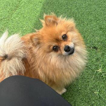 3353 POM POM -  Pomeranian Dog for Adoption in Loxahatchee Groves, Florida - 3353 POM POM | PetCurious