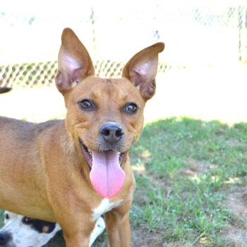 TANI -  Boxer and Pug Dog for Adoption in Athens, Alabama - TANI | PetCurious