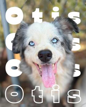 Otis -  Australian Shepherd Dog for Adoption in Redfield, Arkansas - Otis | PetCurious