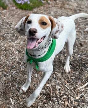 Brittany Force -  Hound Dog Available for Adoption in Midland, Virginia - Brittany Force | PetCurious