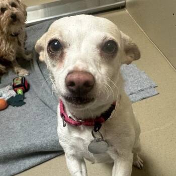 Guava -  Chihuahua Dog for Adoption in Walnut Creek, California - Guava | PetCurious