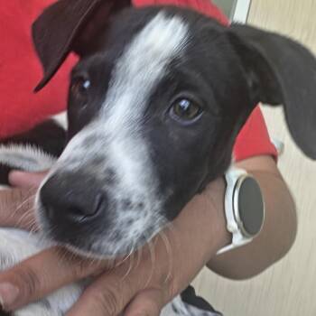 Put Put -  Mixed Breed Dog for Adoption in Leander, Texas - Put Put | PetCurious