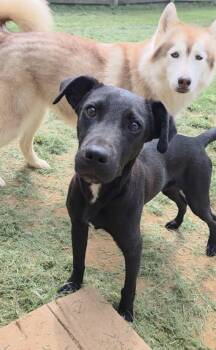 Rescue Feist Dogs for Adoption in Glastonbury, Connecticut - Rasmus | PetCurious
