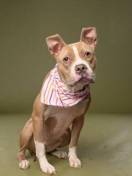 Pit Bull Terrier and Mixed Breed Dogs Available for Adoption in Atlanta, Georgia - Ester | PetCurious