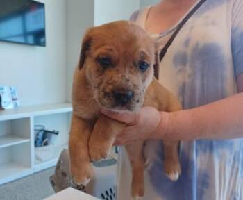 Peanut -  Mixed Breed Dog for Adoption in Kansas City, Missouri - Peanut | PetCurious