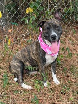 Skye -  Mixed Breed Dog for Adoption in Northwood, New Hampshire - Skye | PetCurious