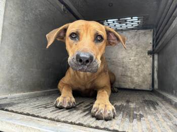 Shepherd and Mixed Breed Dogs Available for Adoption in Edinburg, Texas - Peppy | PetCurious