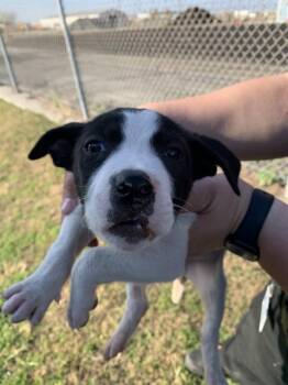 Labrador Retriever and Pit Bull Terrier Dogs Available for Adoption - BRISKET | PetCurious