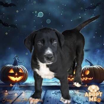 Rescue Great Dane Dogs for Adoption in Winchester, Kentucky - Edgar | PetCurious