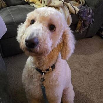 Standard Poodle and Golden Retriever Dogs Available for Adoption - Piper | PetCurious