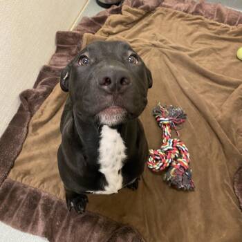 Pit Bull Terrier Dogs Available for Adoption in Westminster, California - WAGS-Stray-21197 | PetCurious