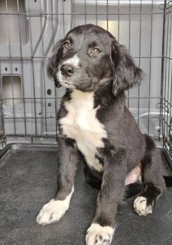 Missie -  Terrier Dog for Adoption in Blairsville, Georgia - Missie | PetCurious