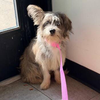 Thimble -  Mixed Breed Dog for Adoption in Philadelphia, Pennsylvania - Thimble | PetCurious