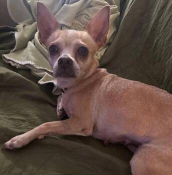 Rescue Chihuahua Dogs for Adoption in Monticello, Minnesota - ChaCha | PetCurious