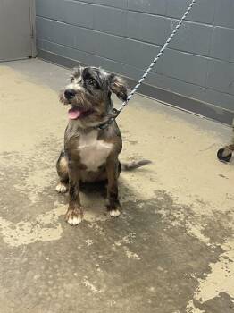 RIO -  Poodle and American Staffordshire Terrier Dog for Adoption in Tallahassee, Florida - RIO | PetCurious