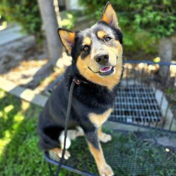 SLEEVES -  Australian Cattle Dog Blue Heeler and Australian Kelpie Dog for Adoption in Long Beach, California - SLEEVES | PetCurious