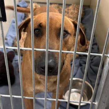Benny -  Black Mouth Cur and Mixed Breed Dog for Adoption in Flagstaff, Arizona - Benny | PetCurious