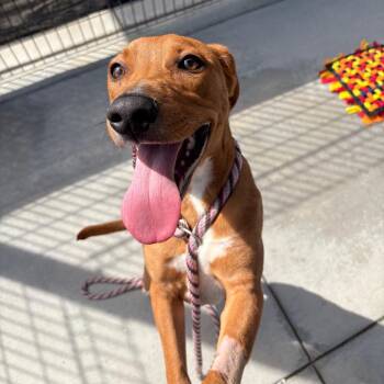 Catahoula Leopard Dog and Hound Dogs Available for Adoption - Xbox | PetCurious