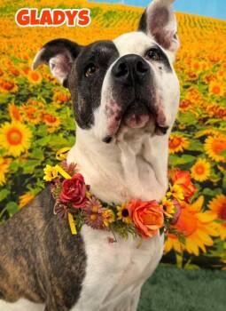 Gladys -  Mixed Breed Dog for Adoption in Flint, Michigan - Gladys | PetCurious