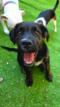 Picard -  Boxer Dog for Adoption in Shawnee, Oklahoma - Picard | PetCurious