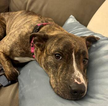 Patterdale Terrier Fell Terrier Dogs Available for Adoption in Boiling Springs, Pennsylvania - May | PetCurious