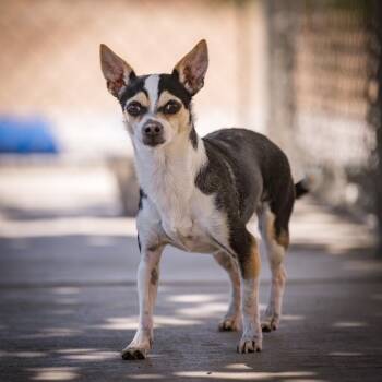 Chihuahua Dogs Available for Adoption in Twentynine Palms, California - Evie | PetCurious