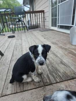 Cattle Dog and Mixed Breed Dogs Available for Adoption in Beatrice, Nebraska - Doodlebug | PetCurious