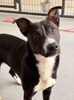 Mixed Breed Dogs Available for Adoption in Shelburne, Vermont - Zuri | PetCurious