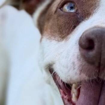 S- Lola -  Mixed Breed Dog for Adoption in Tulsa, Oklahoma - S- Lola | PetCurious