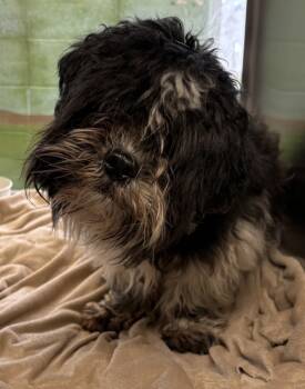 Rescue Shih Tzu Dogs for Adoption in Lawrenceville, Georgia - Pen 239 Max | PetCurious