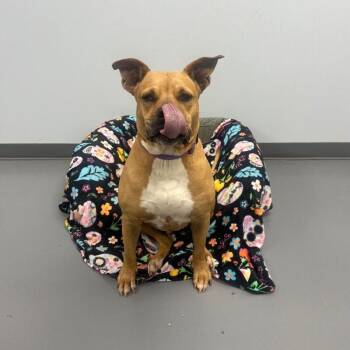 Terrier and Mixed Breed Dogs Available for Adoption in Roanoke, Virginia - Aquiles | PetCurious