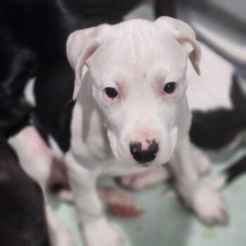 Cow -  Pit Bull Terrier and Catahoula Leopard Dog Dog for Adoption in Walnutport, Pennsylvania - Cow | PetCurious