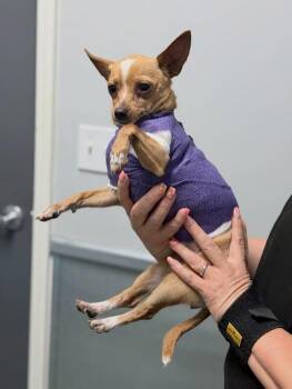 Chihuahua Dogs Available for Adoption in Fresno, California - KAY | PetCurious