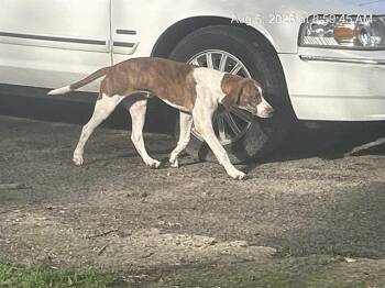 A387405 -  Foxhound and Plott Hound Dog for Adoption in Ocala, Florida - A387405 | PetCurious