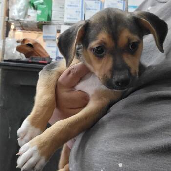 Mixed Breed Dogs Available for Adoption - LUNA | PetCurious