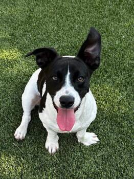 Nix -  Terrier Dog for Adoption in Lake Dallas, Texas - Nix | PetCurious