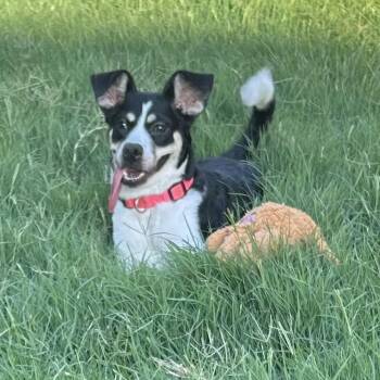 Banji -  Rat Terrier and Chihuahua Dog for Adoption in Los Angeles, California - Banji | PetCurious