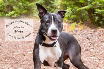 Rescue Pit Bull Terrier and American Staffordshire Terrier Dogs for Adoption in Shelton, Washington - MOMMA MAIA | PetCurious