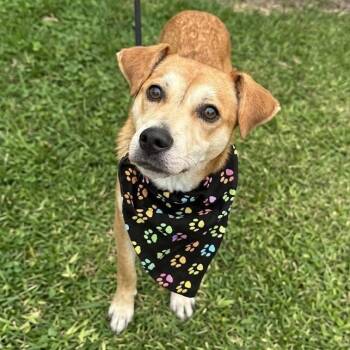Frankie -  Terrier Dog for Adoption in Bloomfield, Connecticut - Frankie | PetCurious