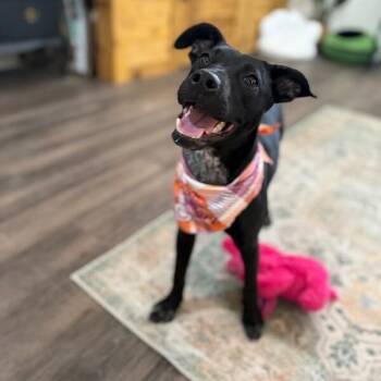 Petunia Flower -  Labrador Retriever and Pit Bull Terrier Dog for Adoption in Friendswood, Texas - Petunia Flower | PetCurious