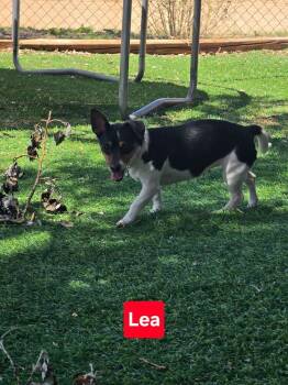 Lea -  Chihuahua Dog for Adoption in Fort Lupton, Colorado - Lea | PetCurious