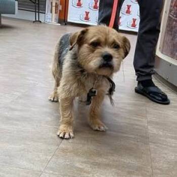 Terrier Dogs Available for Adoption in Westminster, California - WAGS-Stray-21105 | PetCurious