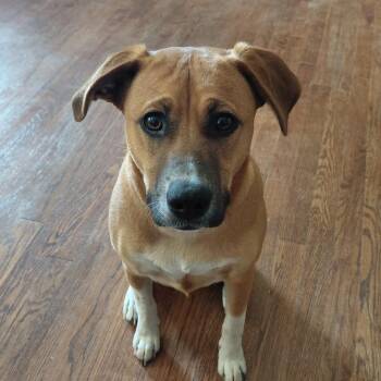 Labrador Retriever Dogs Available for Adoption in Columbia, South Carolina - A